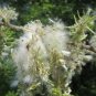 3 Goat Willow Tree Cuttings! No Roots Make Your Own Plants