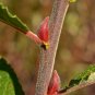 3 Goat Willow Tree Cuttings! No Roots Make Your Own Plants