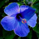 3 Blue Hybrid Hibiscus Cuttings Bush Shrub Make Your Own Plant