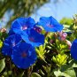 3 Blue Hybrid Hibiscus Cuttings Bush Shrub Make Your Own Plant