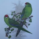 Limited Edition Vintage Bird Print