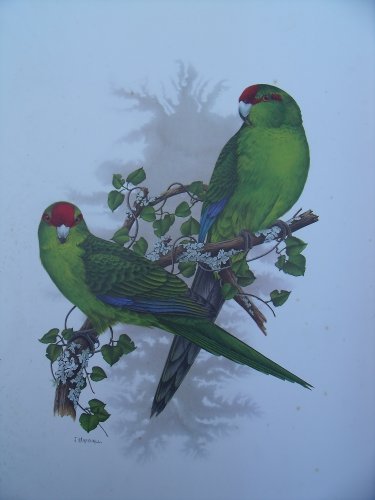 Limited Edition Vintage Bird Print