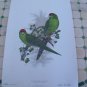 Limited Edition Vintage Bird Print