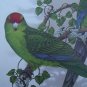 Limited Edition Vintage Bird Print