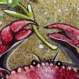 DWS-014 - Red Rock Crab