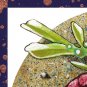 DWS-014 - Red Rock Crab