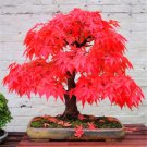 Red Japanese Maple Tree Plants Rare Seeds - 20pcs