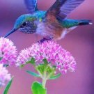 Hummingbird Binding Spell