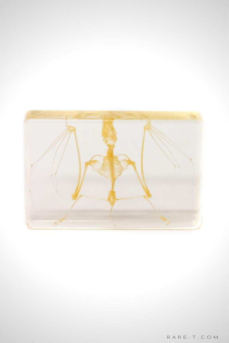 Authentic 'Bat Skeleton' Resin Paperweight/Display