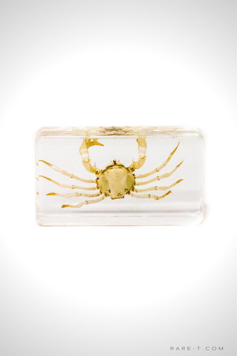 Authentic 'Spider Crab' Resin Paperweight/Display