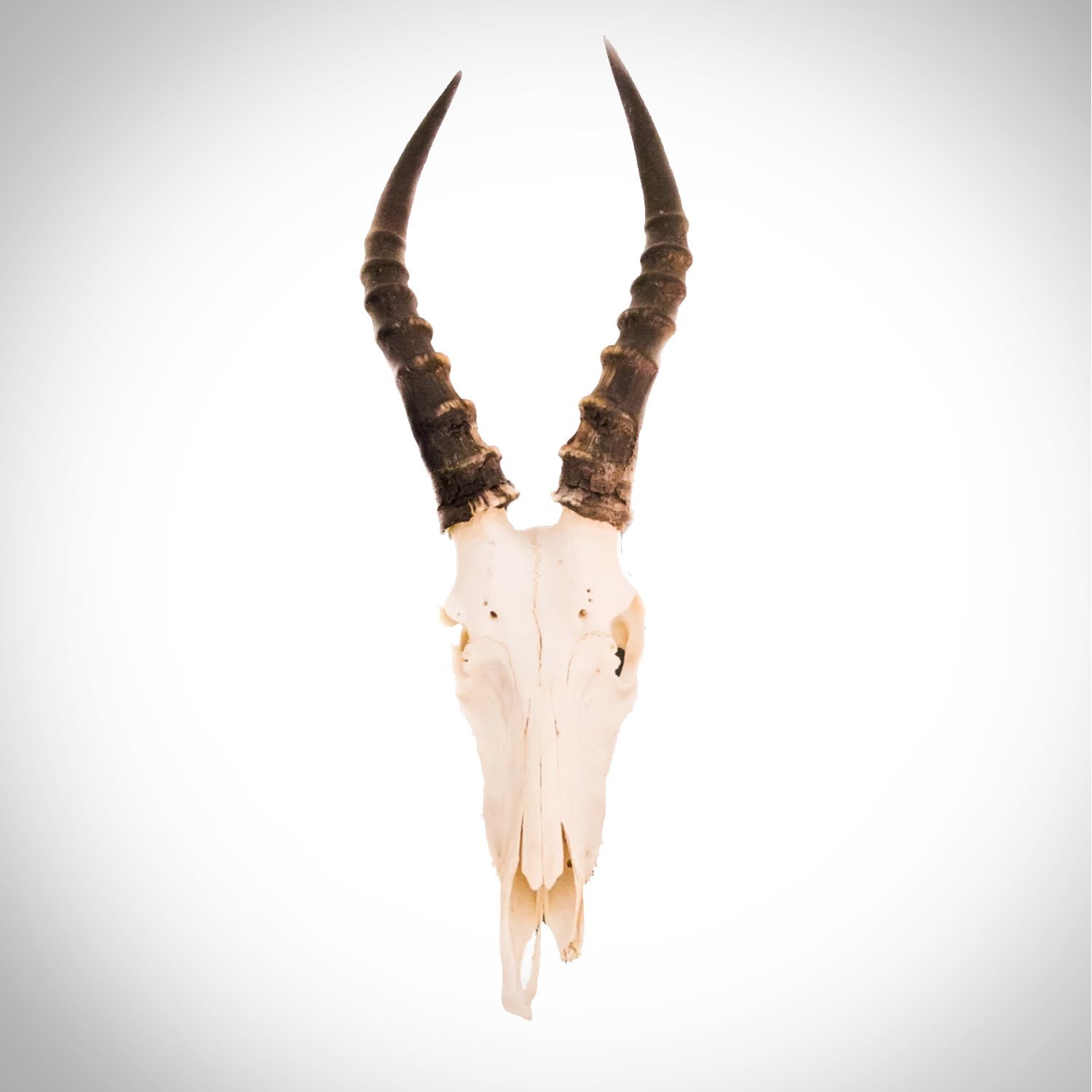 Blesbok Skull - Authentic African Blesbok Skull Wallmount