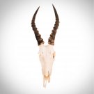 Blesbok Skull - Authentic African Blesbok Skull Wallmount