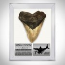 Megalodon Shark Tooth - Authentic Huge 5""-7"" Fossilized Megalodon Shark Tooth Custom Museum Displa