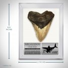 Megalodon Shark Tooth - Authentic Huge 5""-7"" Fossilized Megalodon Shark Tooth Custom Museum Displa