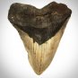 Megalodon Shark Tooth - Authentic Huge 5""-7"" Fossilized Megalodon Shark Tooth Custom Museum Displa