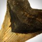 Megalodon Shark Tooth - Authentic Huge 5""-7"" Fossilized Megalodon Shark Tooth Custom Museum Displa