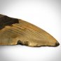 Megalodon Shark Tooth - Authentic Huge 5""-7"" Fossilized Megalodon Shark Tooth Custom Museum Displa