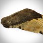 Megalodon Shark Tooth - Authentic Huge 5""-7"" Fossilized Megalodon Shark Tooth Custom Museum Displa