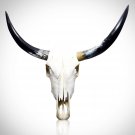 Texas Longhorn Skull - Authentic 37"" Texas Longhorn Skull