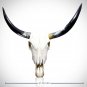 Texas Longhorn Skull - Authentic 37"" Texas Longhorn Skull