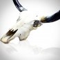 Texas Longhorn Skull - Authentic 37"" Texas Longhorn Skull