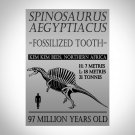 Spinosaurus Tooth - 97 Million Years Old Spinosaurus Tooth 2""- 4"" Inches Long Custom Museum Displa