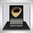 Trilobite Fossil - Ancient Trilobite Fossil 252-521 Million Years Old Custom Museum Display