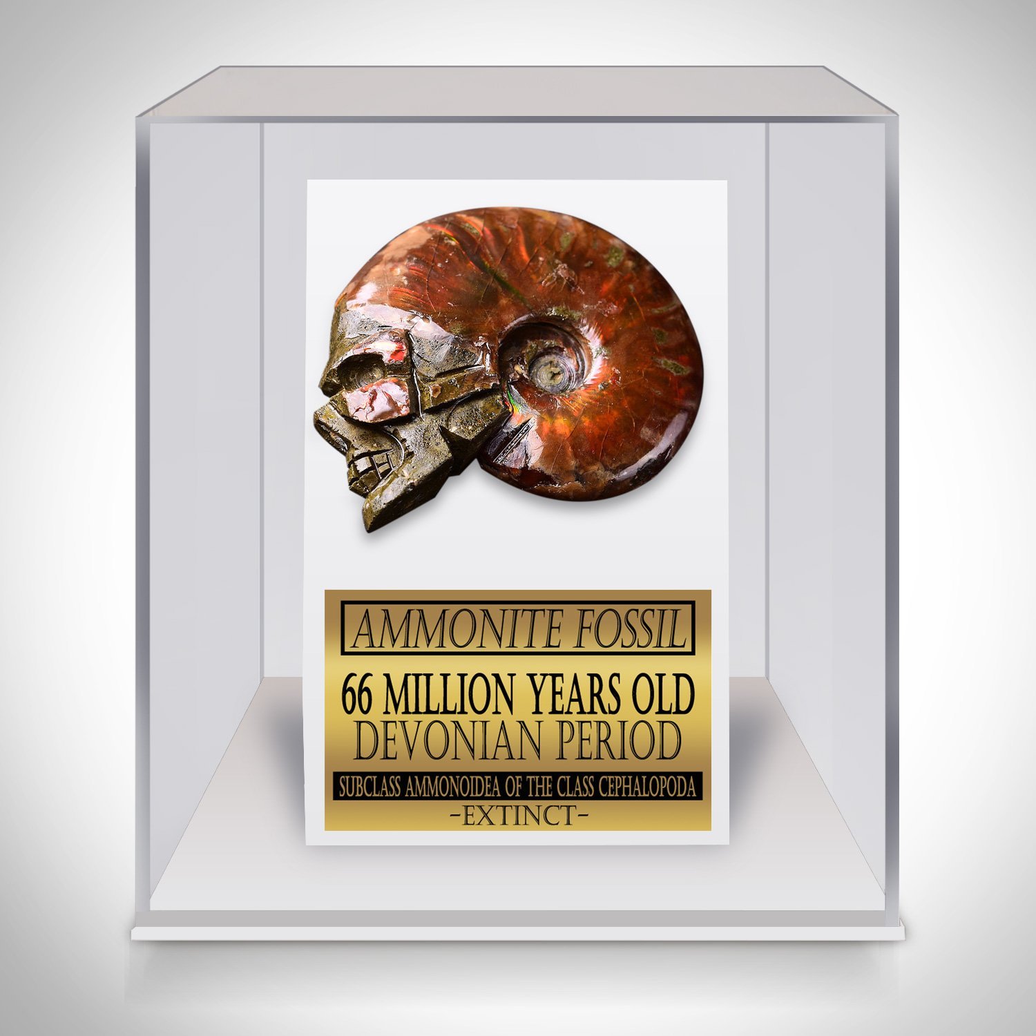 Skull Ammonite Shell Fossil - Hand-Carved Skull Ammonite Shell Fossil Custom Museum Display
