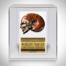 Skull Ammonite Shell Fossil - Hand-Carved Skull Ammonite Shell Fossil Custom Museum Display