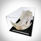 Warthog Skull- Authentic South African Warthog Skull Custom Museum Display