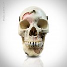 Human Skull - Authentic Human Skull Anatomical Preparation with Custom Case