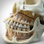 Human Skull - Authentic Human Skull Anatomical Preparation with Custom Case