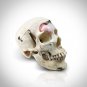 Human Skull - Authentic Human Skull Anatomical Preparation with Custom Case