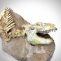Oreodont Skeleton - Fossilized Prehistoric Partial Oreodont Skeleton Mount