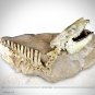 Oreodont Skeleton - Fossilized Prehistoric Partial Oreodont Skeleton Mount