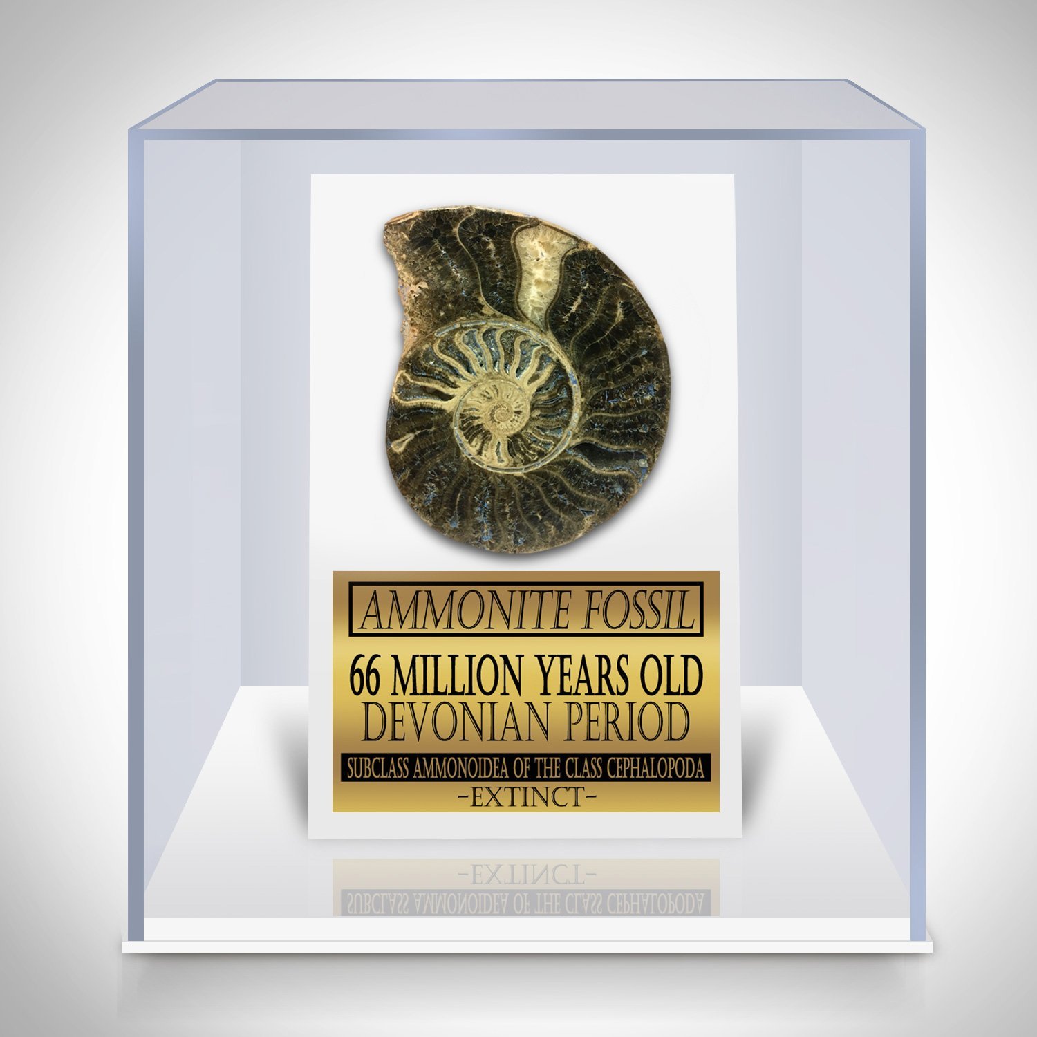 Ammonite Shell Fossil Custom Museum Display