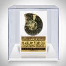 Ammonite Shell Fossil Custom Museum Display