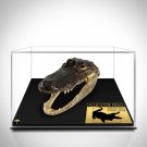 Alligator Head- Authentic Floridian Alligator Head Custom Museum Display