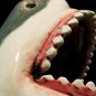 Jaws- Hand-Painted Glazed Great White Shark Ceramic Statue Signed by Canadian Artist Mr Bond