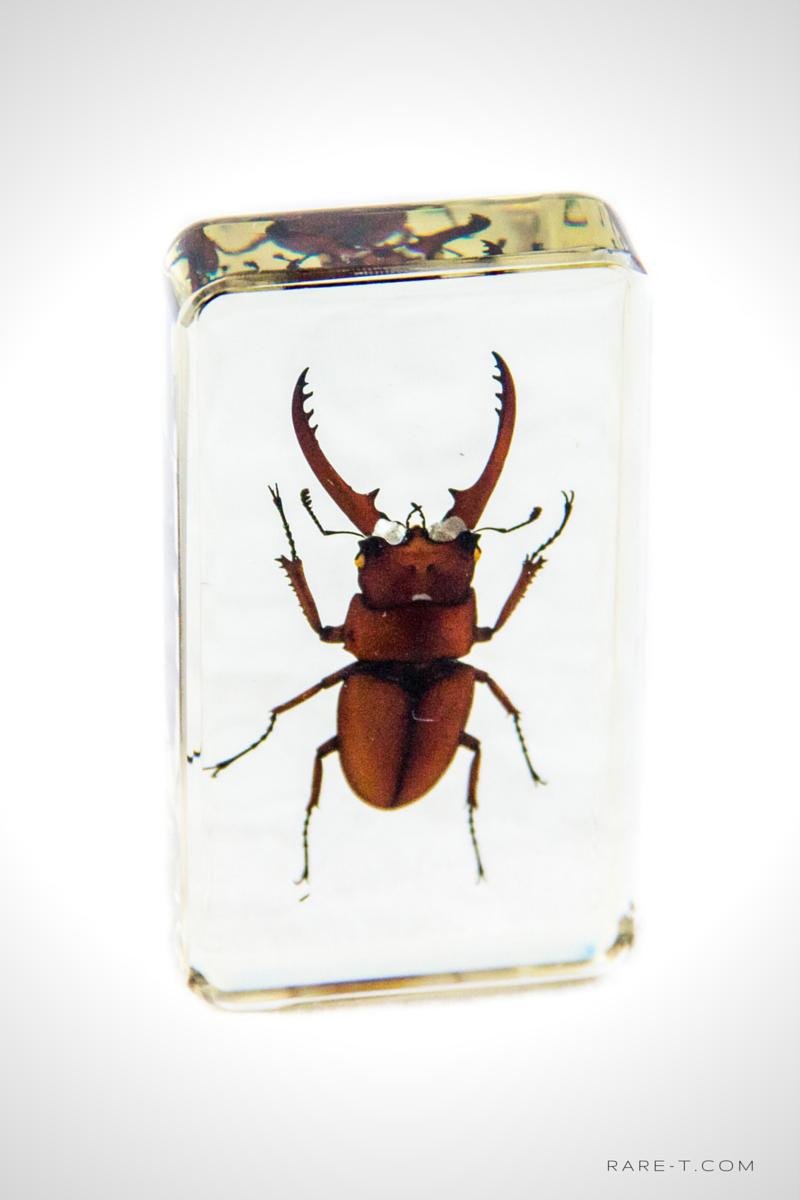 Authentic 'Red Wine-Antler Stag Beetle' Resin Paperweight/Display