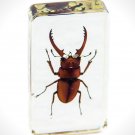 Authentic 'Red Wine-Antler Stag Beetle' Resin Paperweight/Display