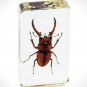 Authentic 'Red Wine-Antler Stag Beetle' Resin Paperweight/Display