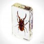 Authentic 'Red Wine-Antler Stag Beetle' Resin Paperweight/Display