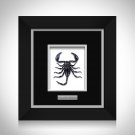 Scorpion - Palamnaersus Custom Frame