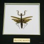Praying Mantis Large Rare-T Exclusive Custom Table/Wall Frame