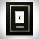 Whip Scorpion- Authentic Whip Scorpion Custom Museum Frame