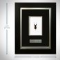 Whip Scorpion- Authentic Whip Scorpion Custom Museum Frame
