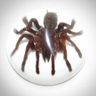 Authentic 'Tarantula Sphere' Resin Paperweight/Display