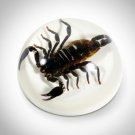 Authentic 'Scorpion Sphere' Resin Paperweight/Display