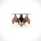 Authentic 'Bat' Resin Paperweight/Display